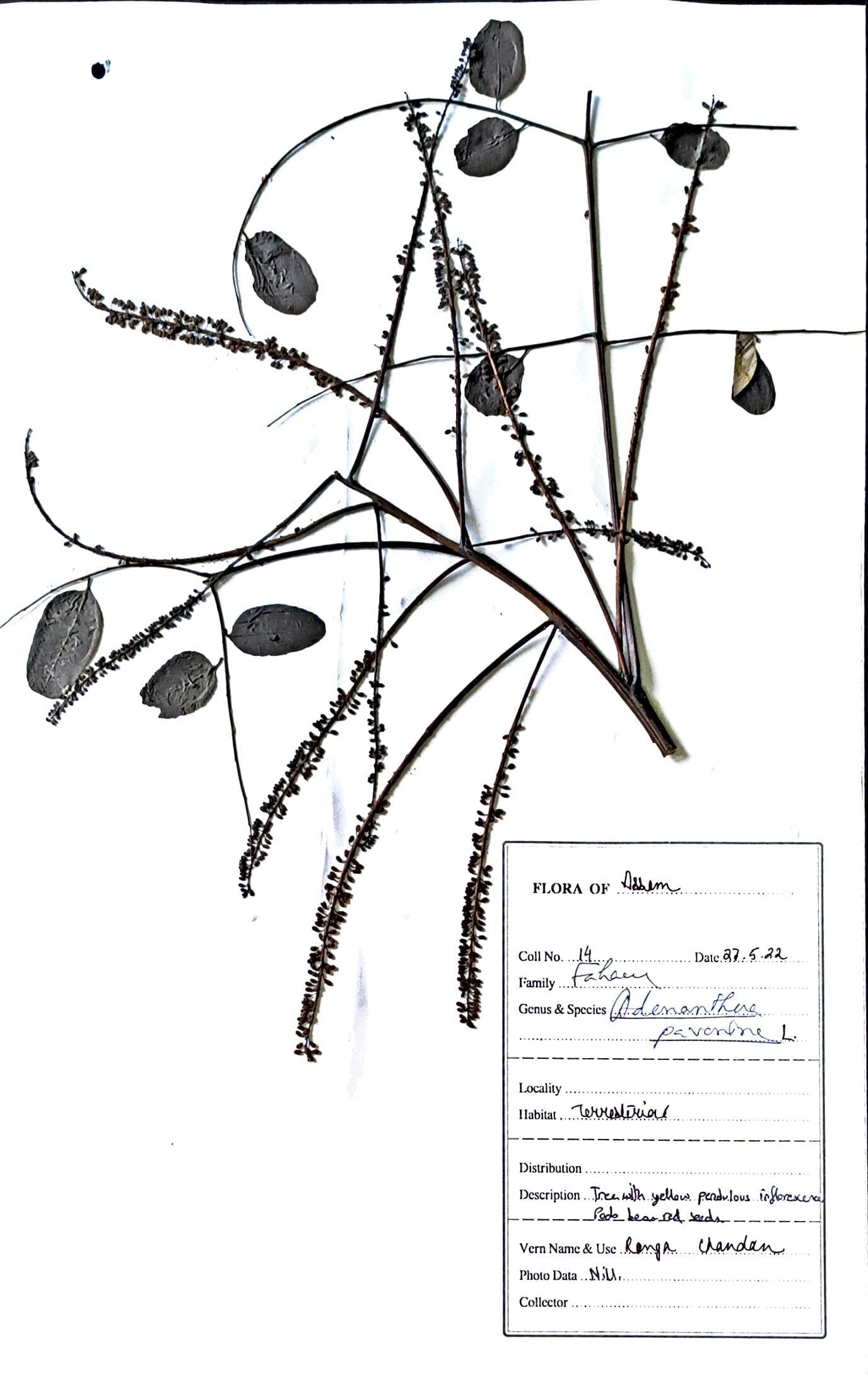 Ranga chandan (Ass.) (Herbarium)